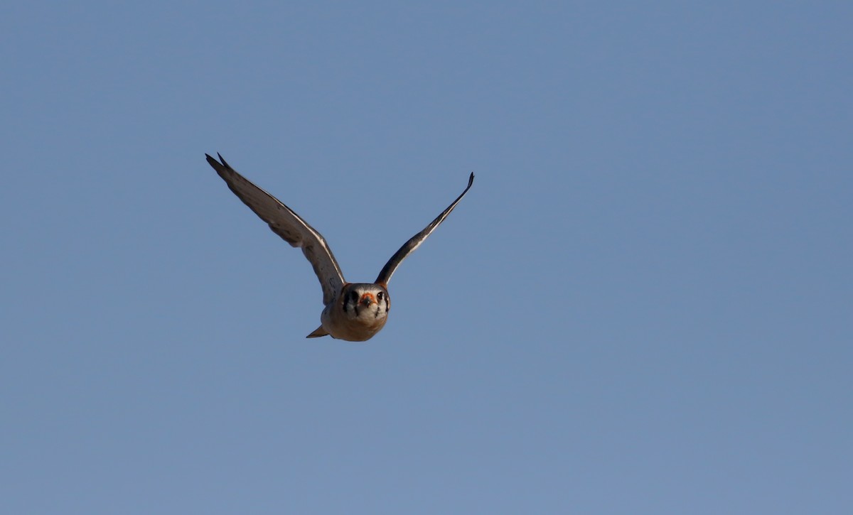 poštolka pestrá (ssp. dominicensis) - ML152927351