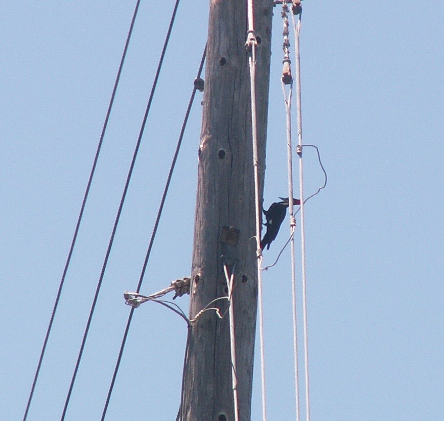 Pileated Woodpecker - ML152927431