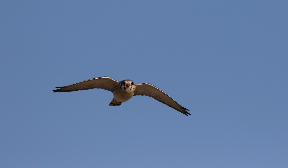 American Kestrel (Hispaniolan) - Jay McGowan