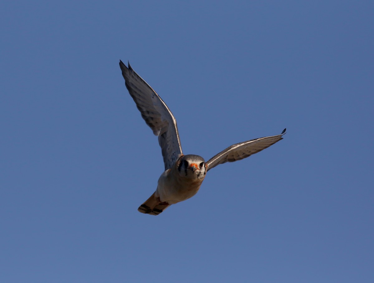 poštolka pestrá (ssp. dominicensis) - ML152927471