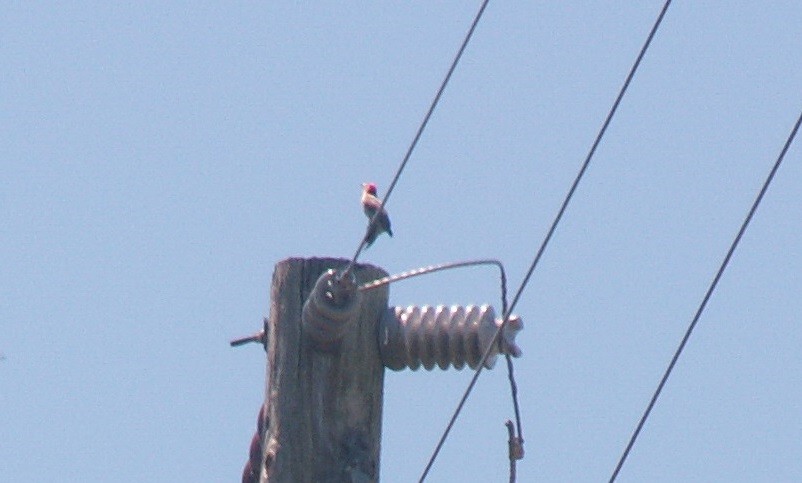 Red-bellied Woodpecker - ML152927521