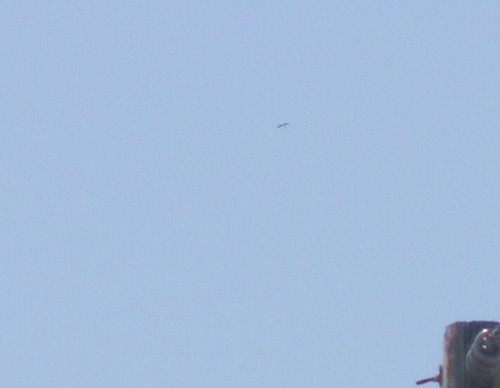 Swallow-tailed Kite - Sean McCool