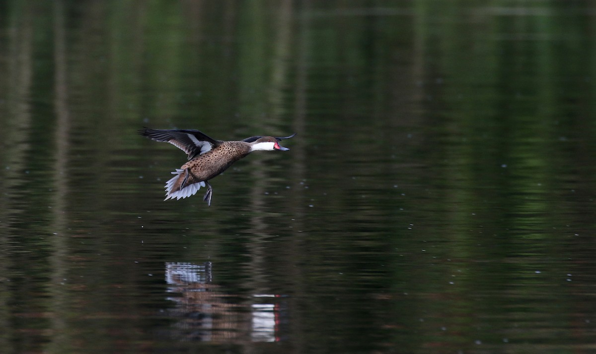 White-cheeked Pintail (White-cheeked) - ML152928301