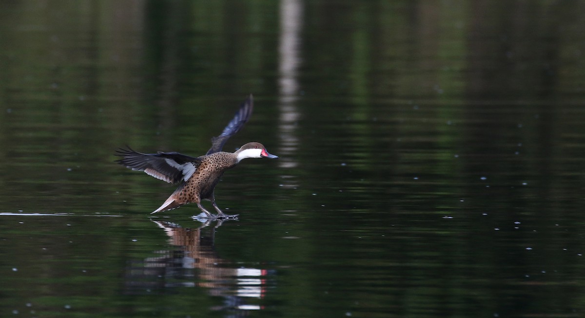 White-cheeked Pintail (White-cheeked) - ML152928341