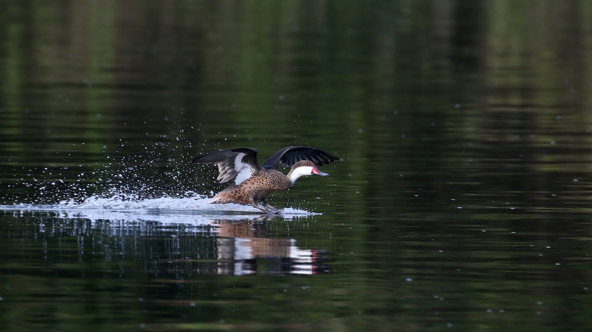 White-cheeked Pintail (White-cheeked) - ML152928381