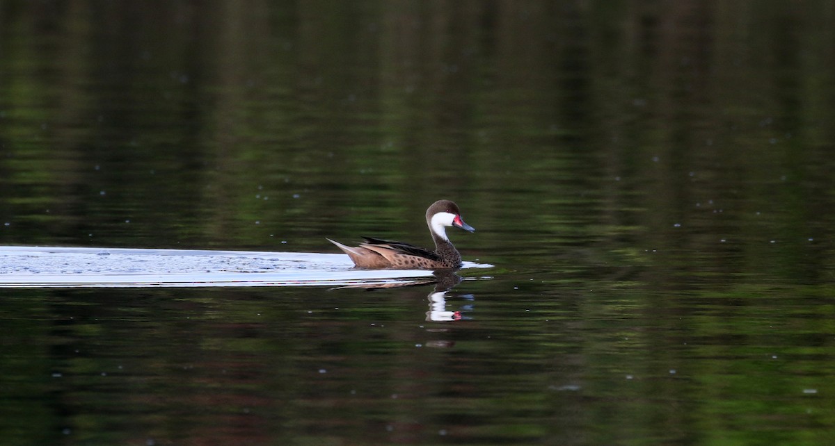 White-cheeked Pintail (White-cheeked) - ML152928421