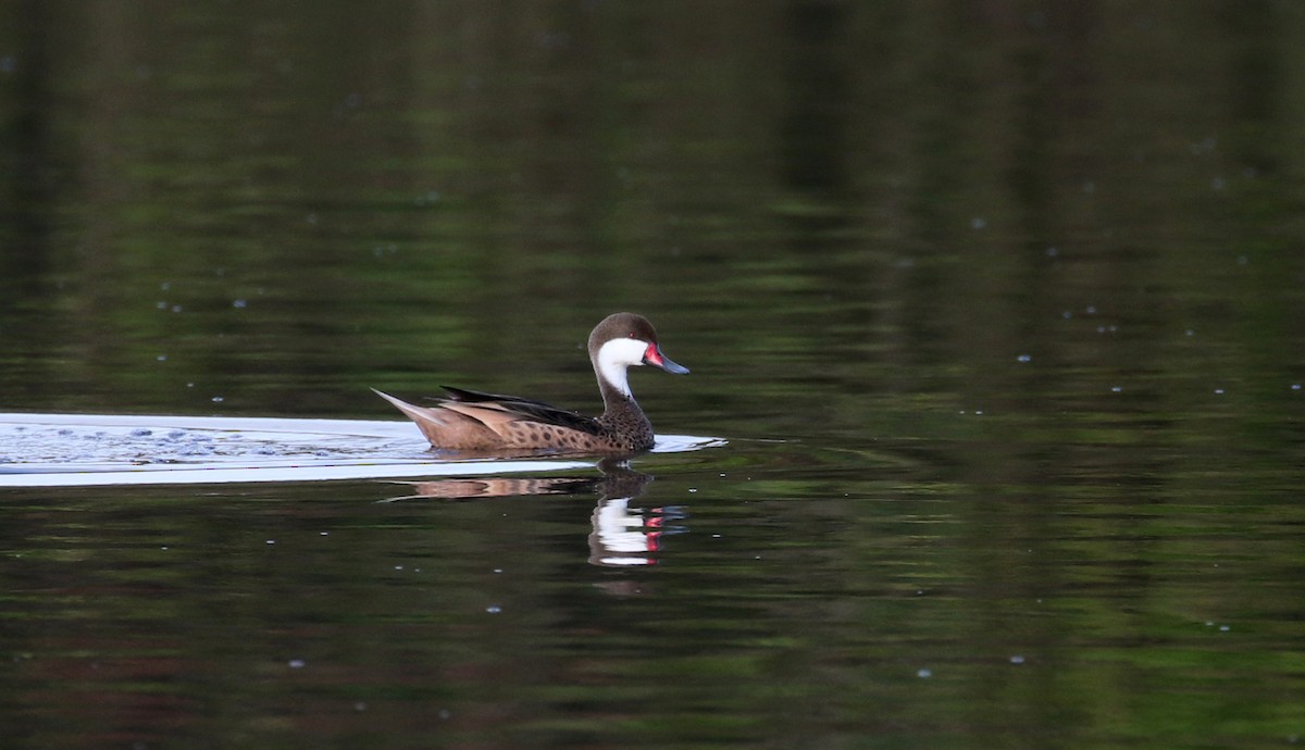 White-cheeked Pintail (White-cheeked) - ML152928431