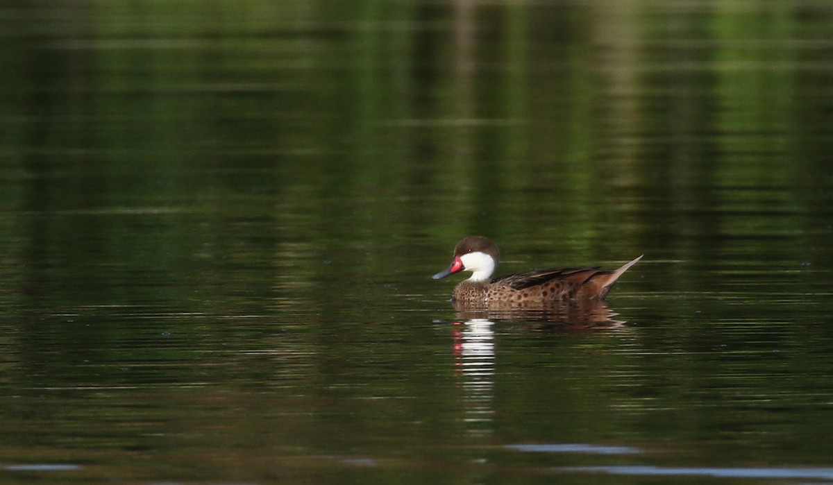 White-cheeked Pintail (White-cheeked) - ML152928441