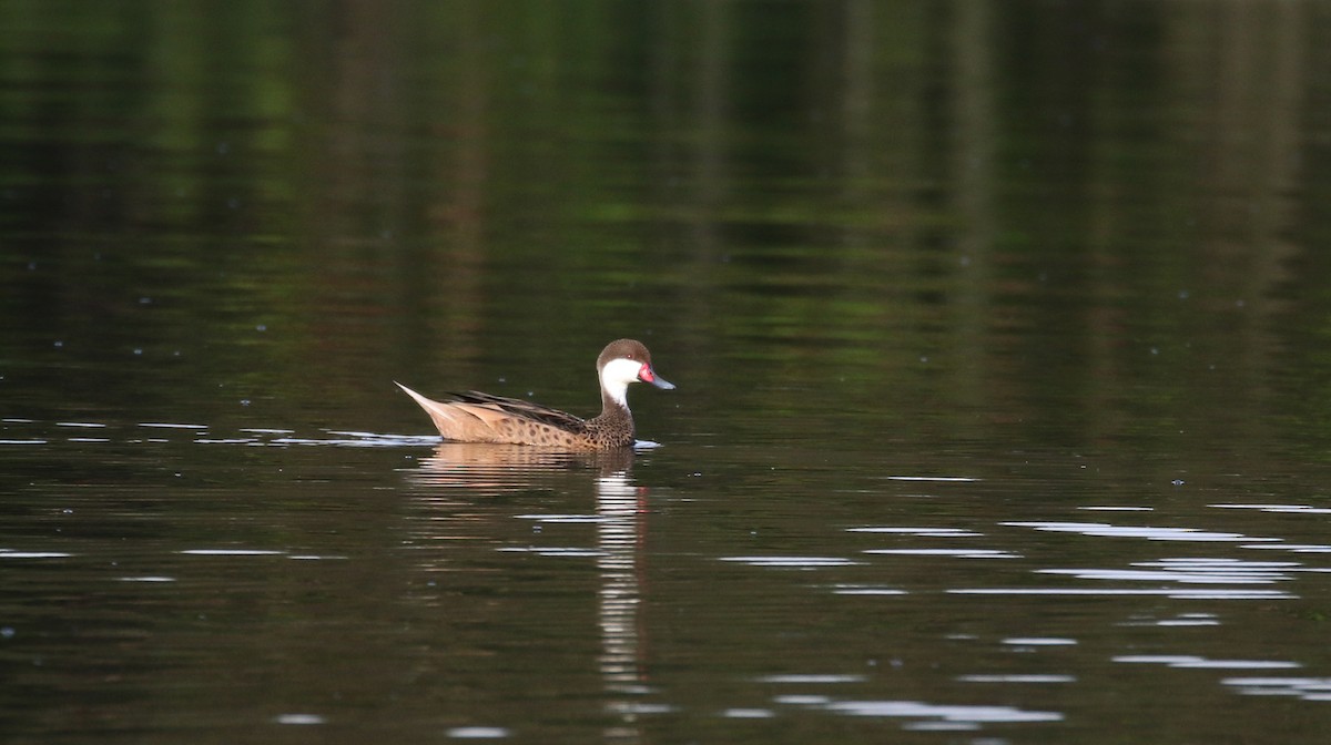 ホオジロオナガガモ（bahamensis／rubrirostris） - ML152928461