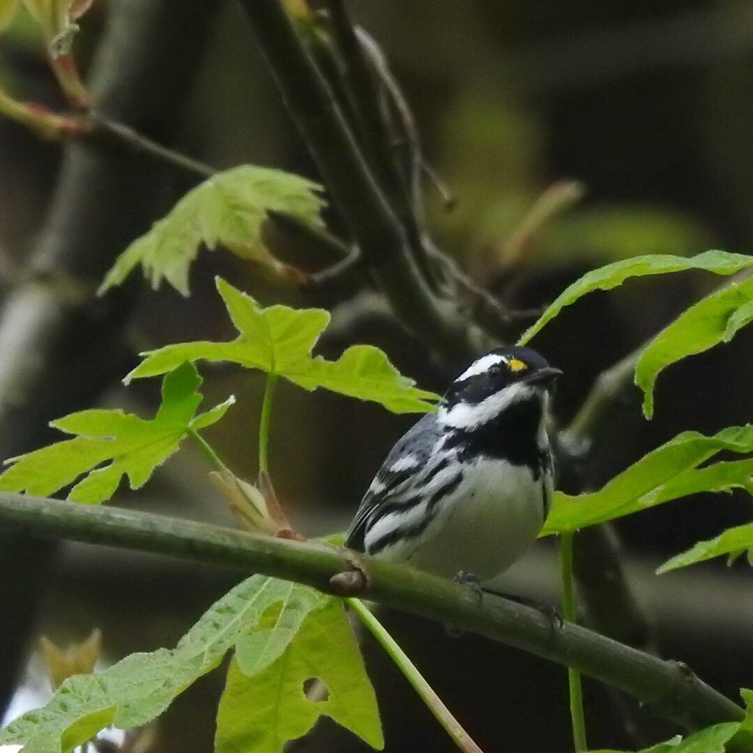 Black-throated Gray Warbler - ML152928511