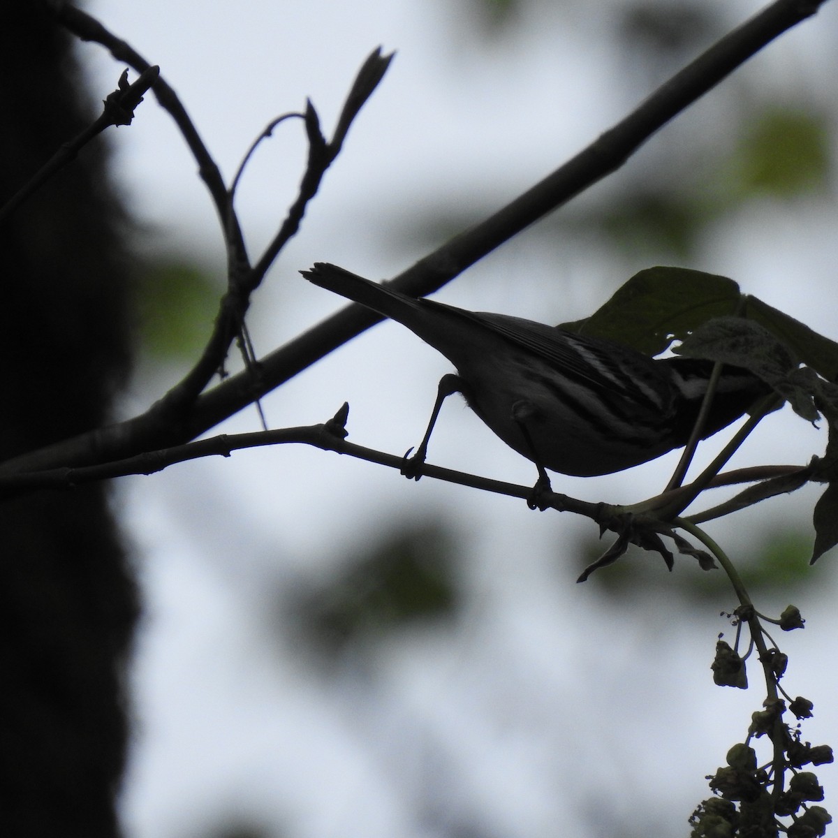 Black-throated Gray Warbler - ML152928551