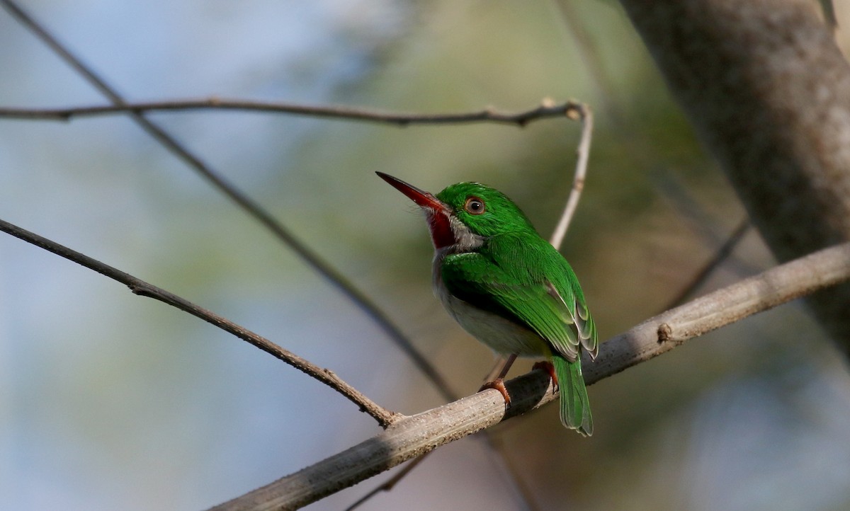 Broad-billed Tody - ML152928561