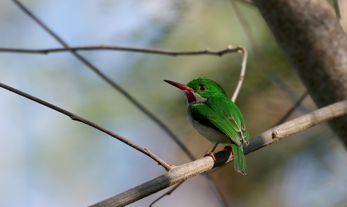 Broad-billed Tody - ML152928571