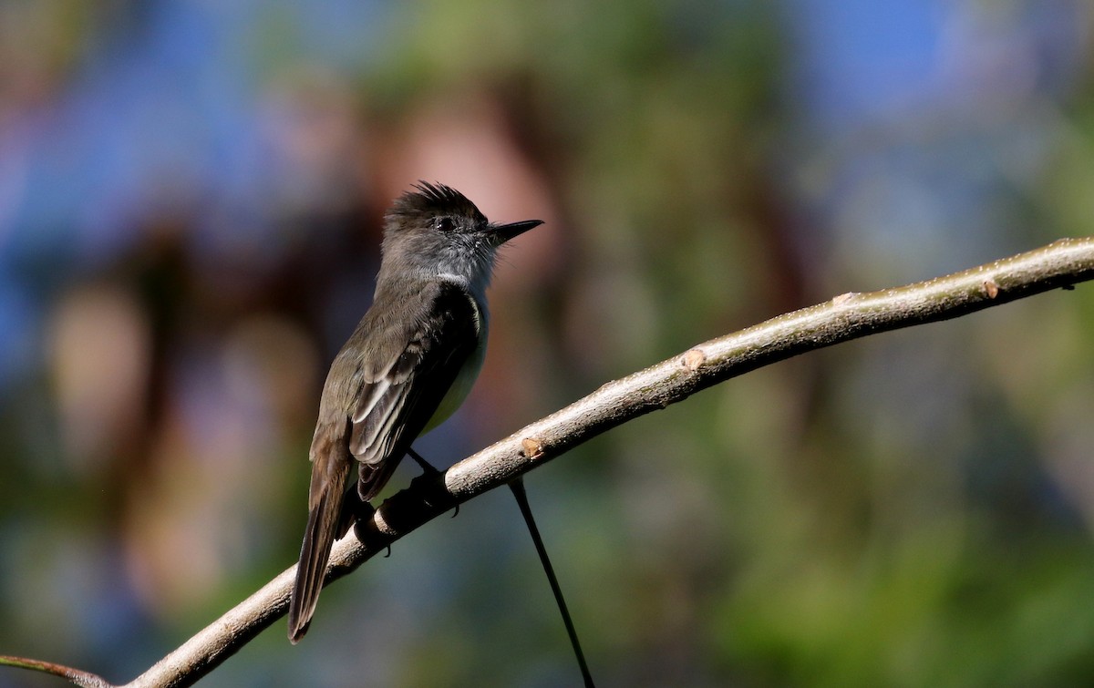 Stolid Flycatcher - ML152928691