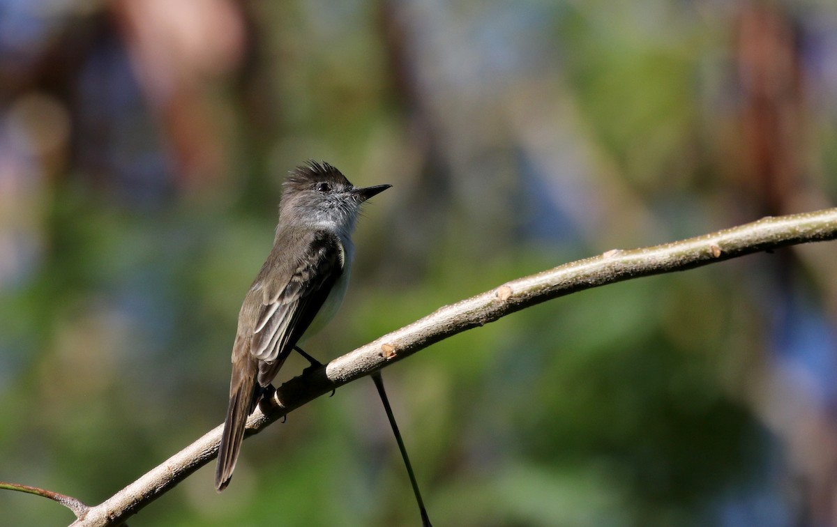 Stolid Flycatcher - Jay McGowan