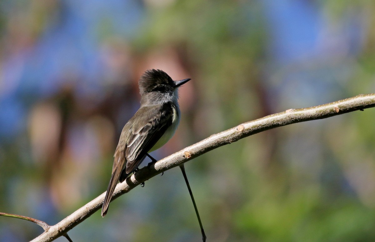 Stolid Flycatcher - ML152928761