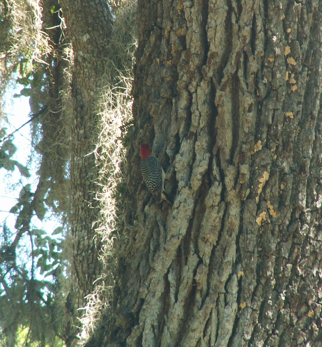Red-bellied Woodpecker - ML152928771