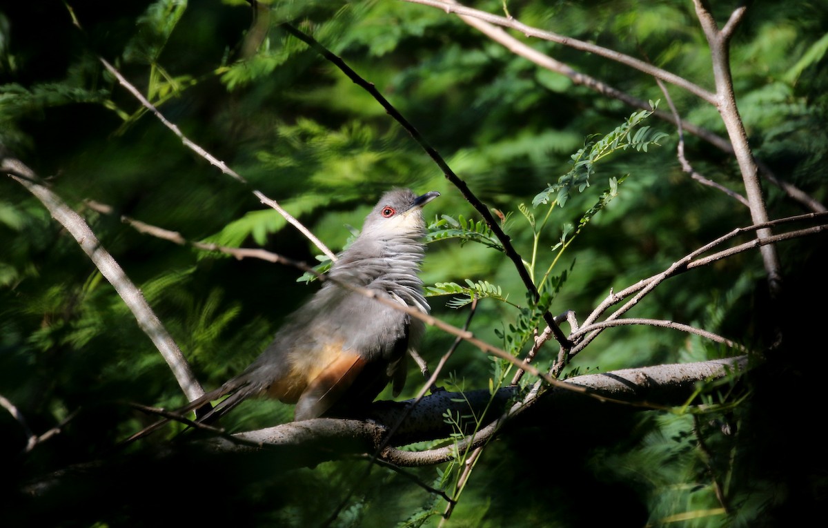 Hispaniolan Lizard-Cuckoo - ML152928851