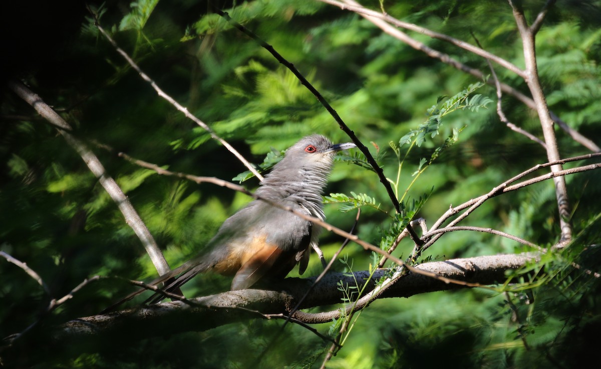 Hispaniolan Lizard-Cuckoo - ML152928861