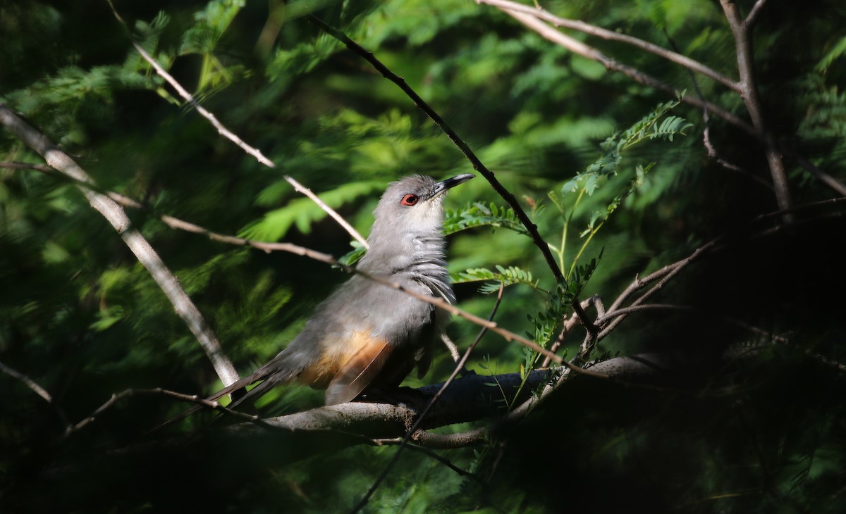 Hispaniolan Lizard-Cuckoo - ML152928911