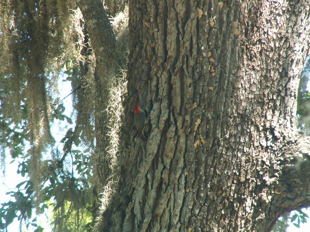 Red-bellied Woodpecker - ML152928961