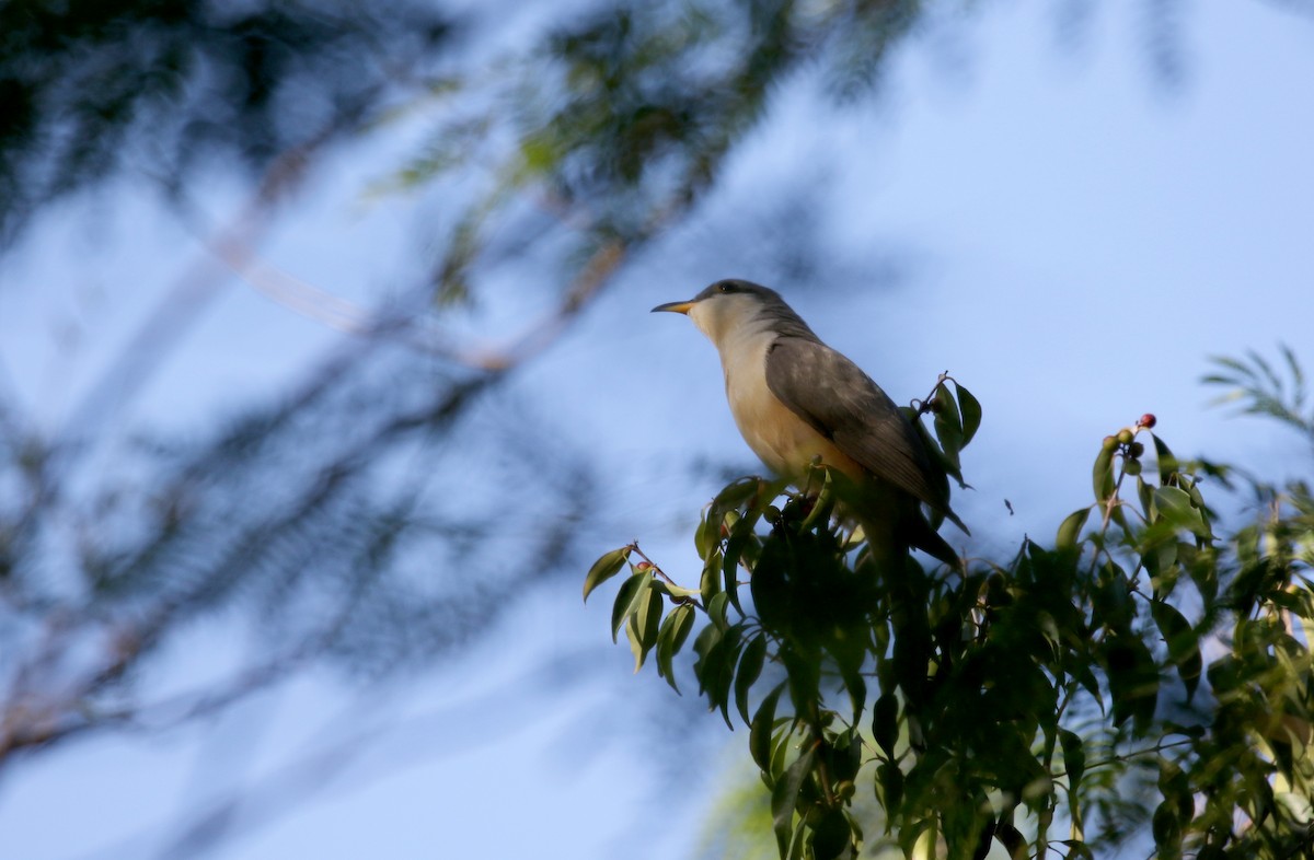 Mangrove Cuckoo - ML152929001