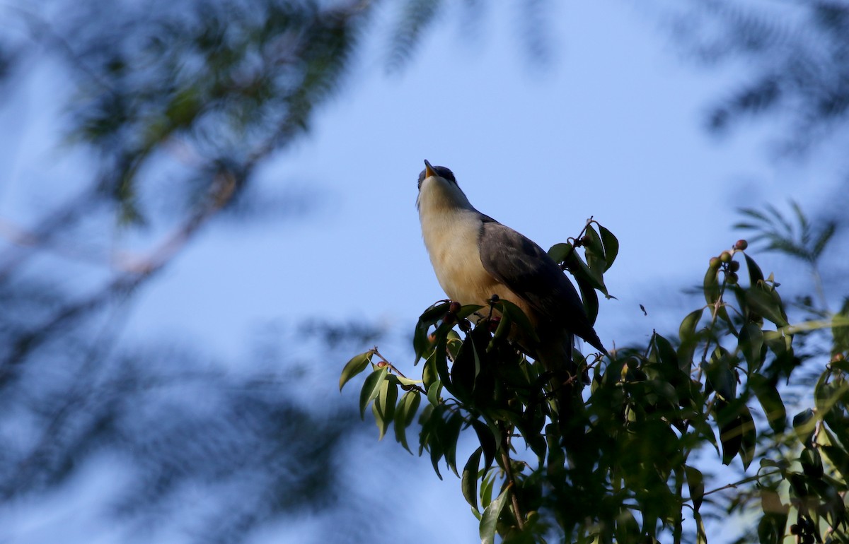Mangrove Cuckoo - ML152929011