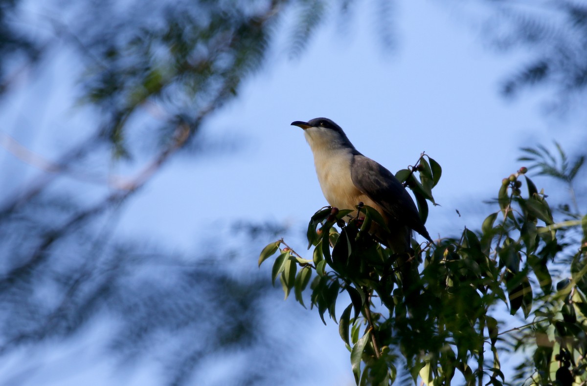 Mangrove Cuckoo - ML152929021