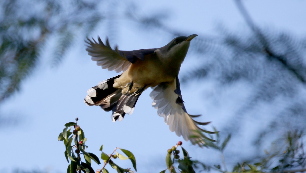 Mangrove Cuckoo - ML152929351