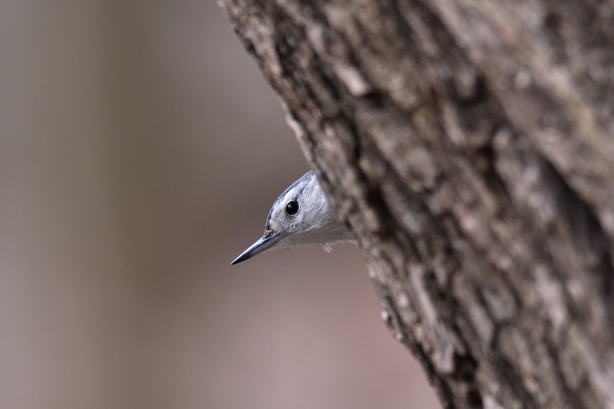 White-breasted Nuthatch (Eastern) - ML152930391