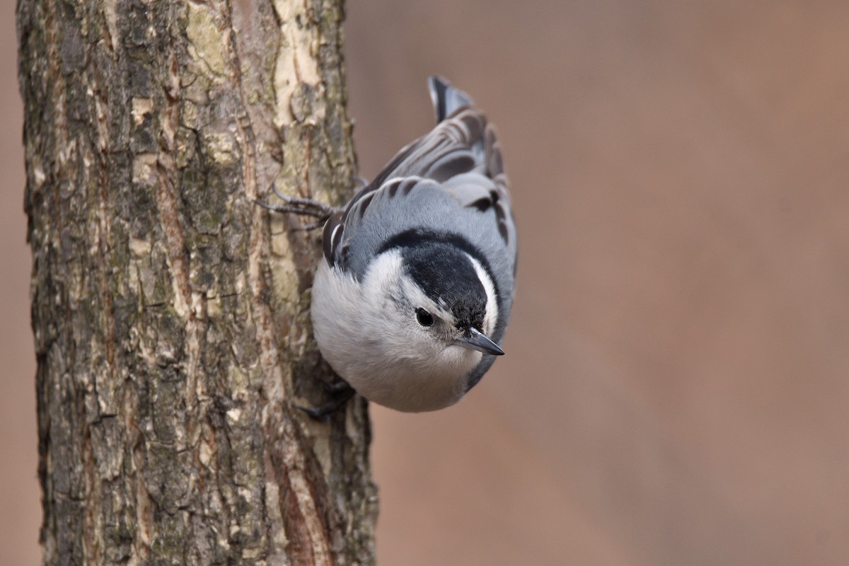 White-breasted Nuthatch (Eastern) - ML152930451