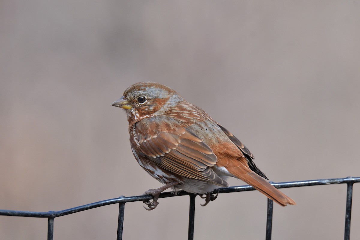 Fox Sparrow (Red) - ML152930501