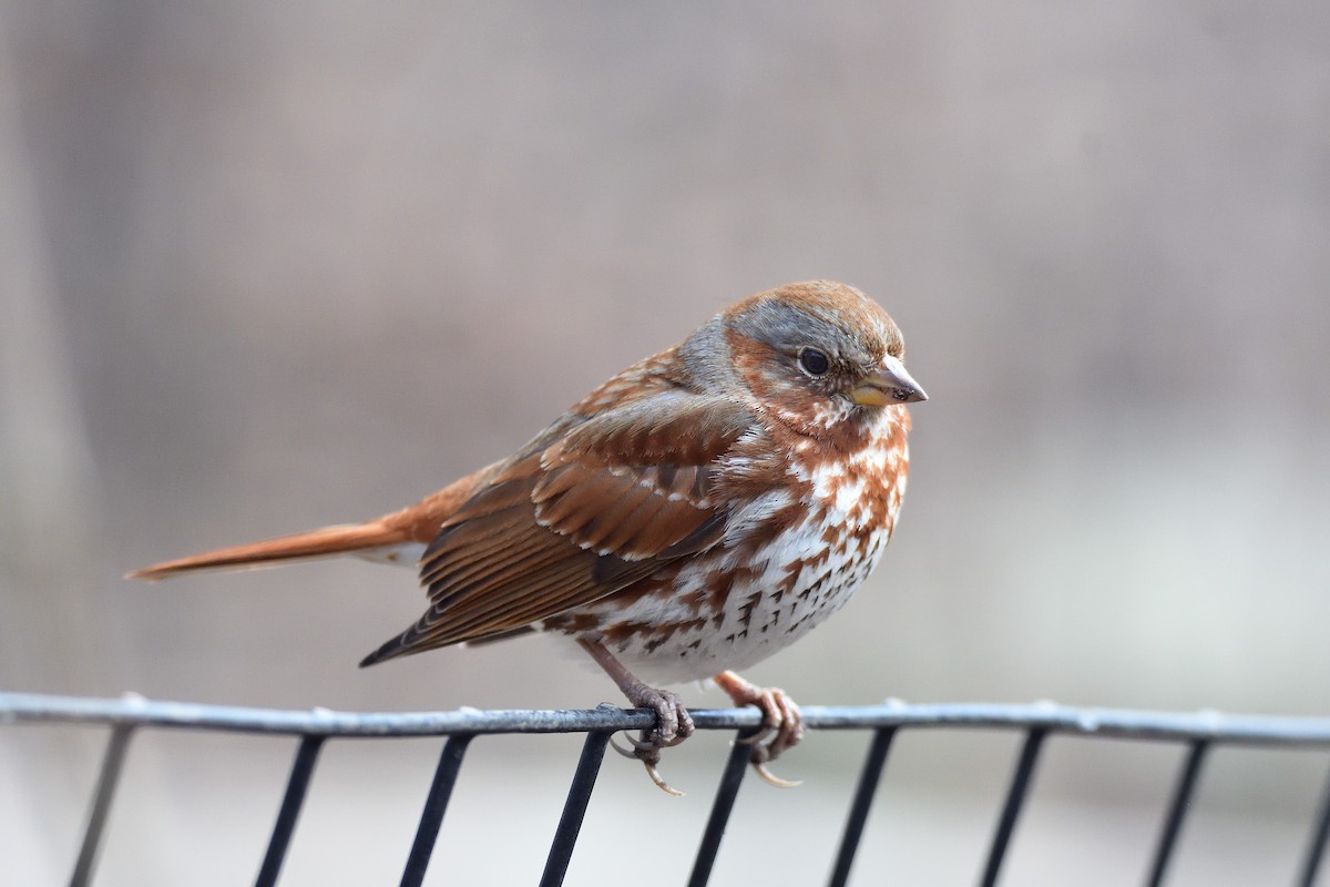 Fox Sparrow (Red) - ML152930511