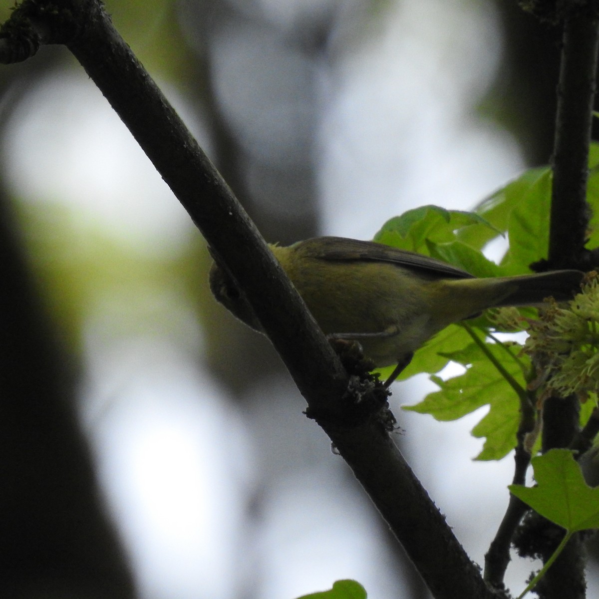 Orange-crowned Warbler - ML152930531