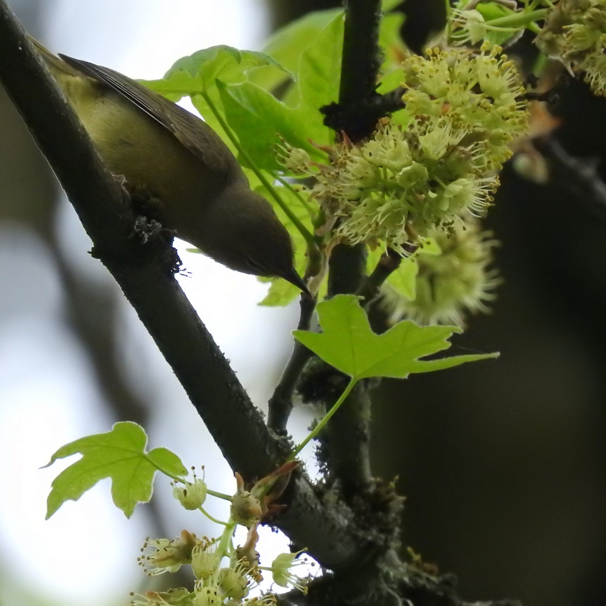 Orange-crowned Warbler - ML152930541