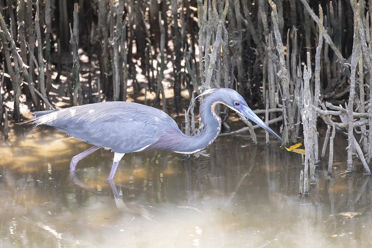 Tricolored Heron - Anonymous