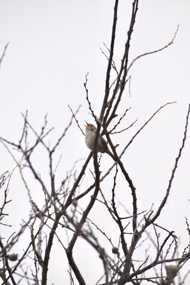 House Wren - Cole Caswell