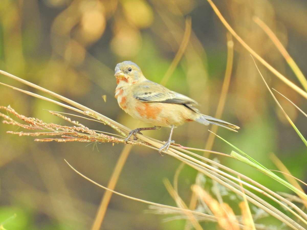 Ruddy-breasted Seedeater - ML152931071