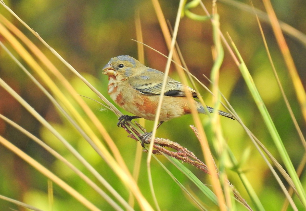 Ruddy-breasted Seedeater - Nicola Cendron