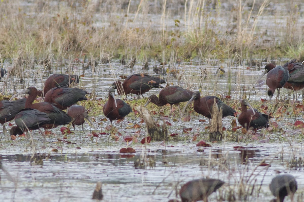 White-faced Ibis - ML152931441