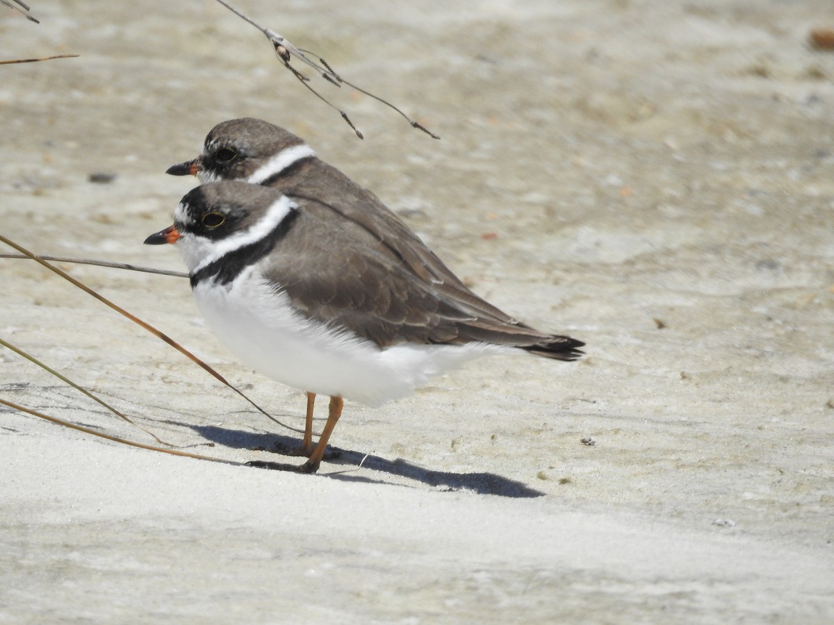 Semipalmated Plover - ML152932351