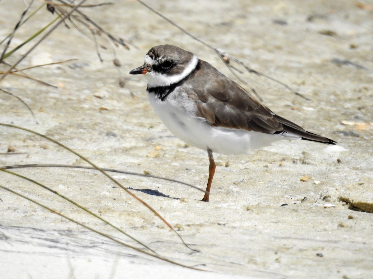 Semipalmated Plover - ML152932371