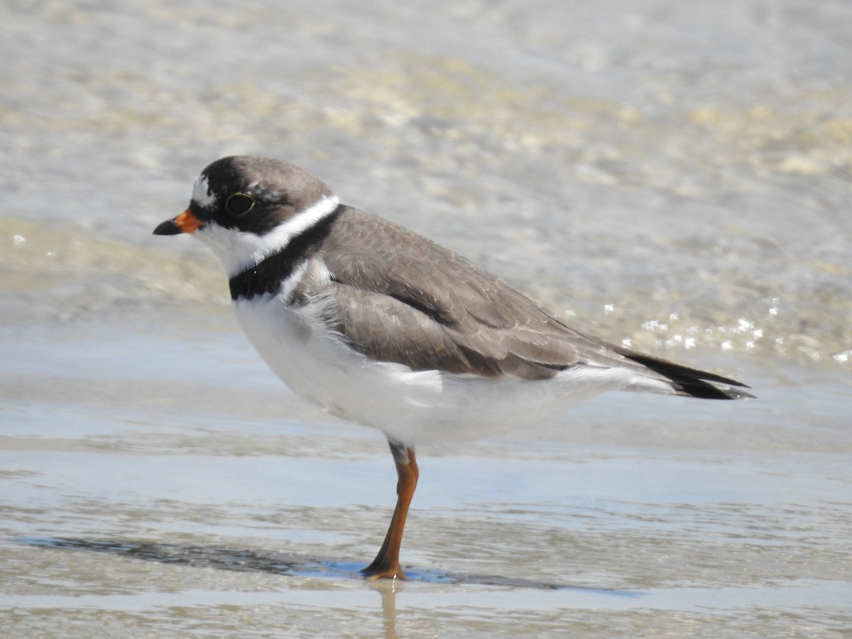 Semipalmated Plover - ML152932581