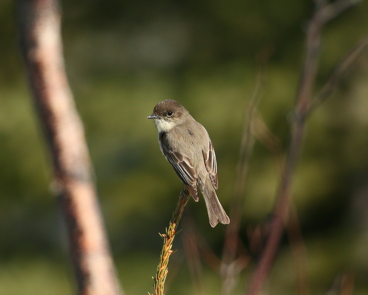 Eastern Phoebe - ML152932981