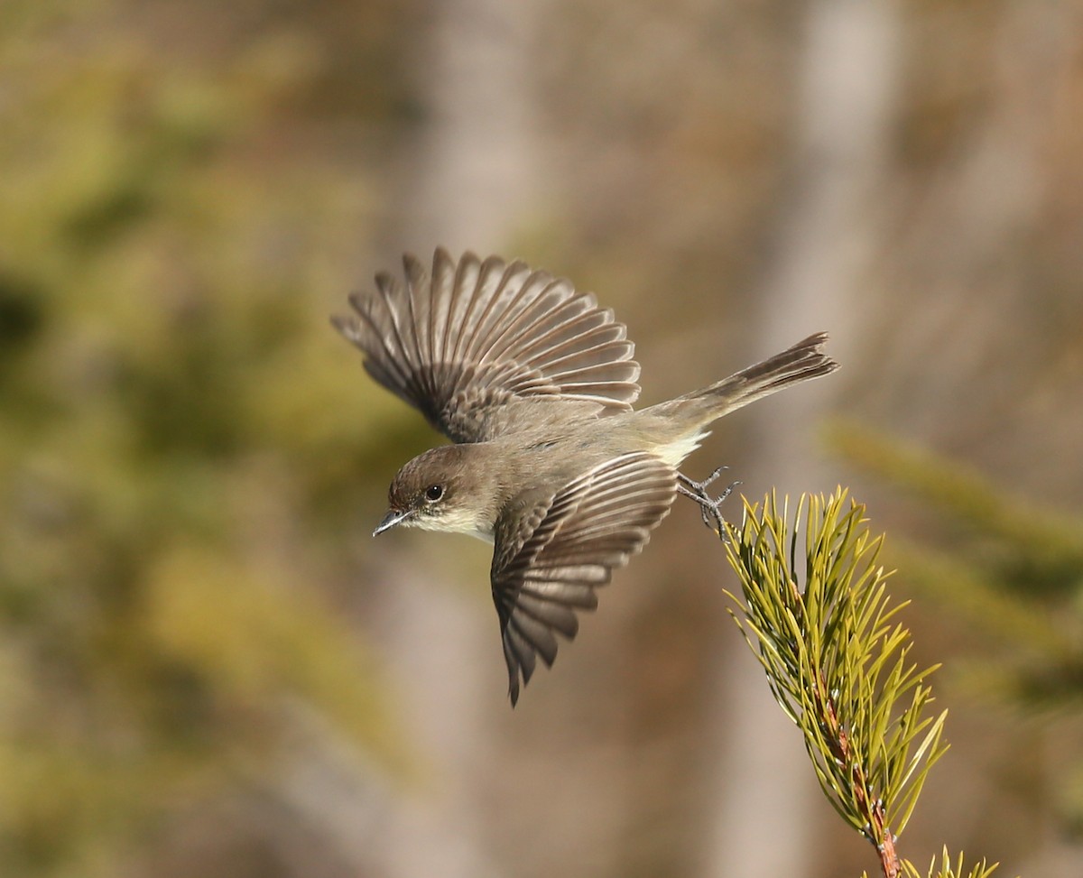 Eastern Phoebe - ML152932991