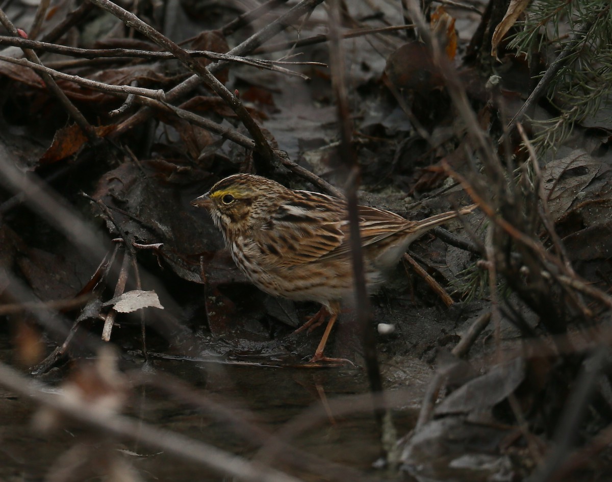 Savannah Sparrow - ML152933031