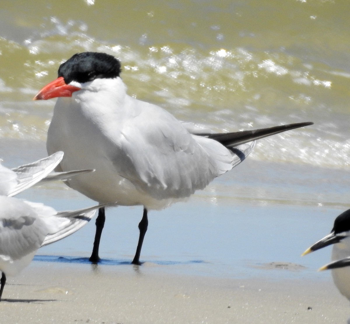 Морин хараалай - ML152933391