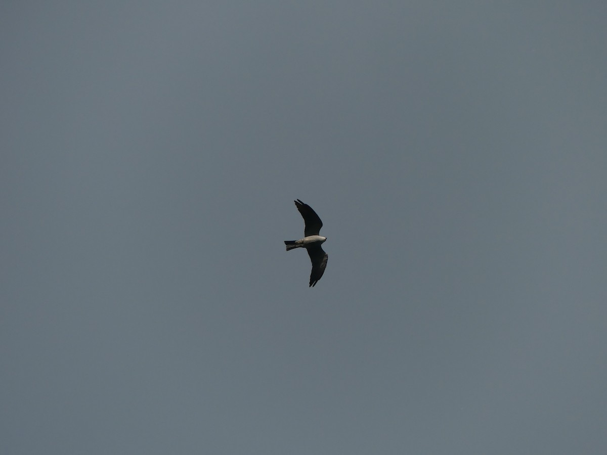 Mississippi Kite - ML152933931