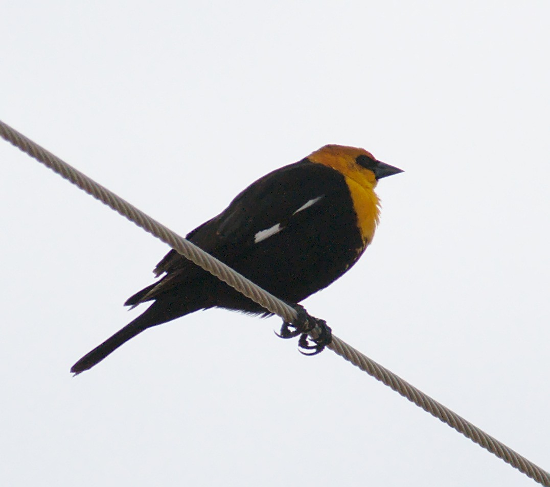 Yellow-headed Blackbird - ML152934411