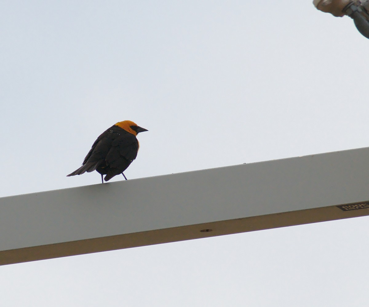 Yellow-headed Blackbird - ML152934451